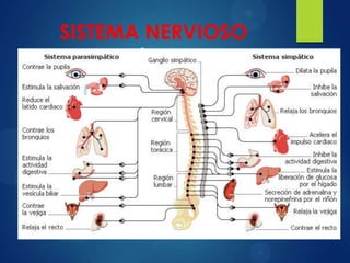 SISTEMA NERVIOSO
autónomo

 