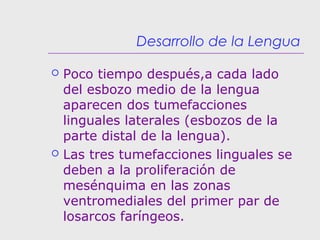 Desarrollo de la Lengua
 Poco tiempo después,a cada lado
del esbozo medio de la lengua
aparecen dos tumefacciones
linguales laterales (esbozos de la
parte distal de la lengua).
 Las tres tumefacciones linguales se
deben a la proliferación de
mesénquima en las zonas
ventromediales del primer par de
losarcos faríngeos.
 