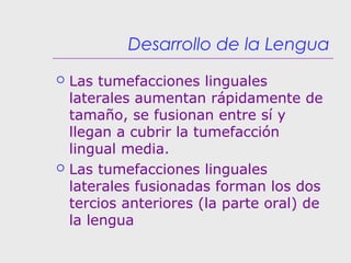 Desarrollo de la Lengua
 Las tumefacciones linguales
laterales aumentan rápidamente de
tamaño, se fusionan entre sí y
llegan a cubrir la tumefacción
lingual media.
 Las tumefacciones linguales
laterales fusionadas forman los dos
tercios anteriores (la parte oral) de
la lengua
 