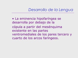 Desarrollo de la Lengua
• La eminencia hipofaríngea se
desarrolla por debajo de la
cópula a partir del mesénquima
existente en las partes
ventromediales de los pares tercero y
cuarto de los arcos faríngeos.
 