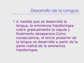 Desarrollo de la Lengua
 A medida que se desarrolla la
lengua, la eminencia hipofaríngea
cubre gradualmente la cópula y
finalmente desaparece.Como
consecuencia, el tercio posterior de
la lengua se desarrolla a partir de la
parte rostral de la eminencia
hipofaríngea.
 