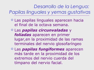 Desarrollo de la Lengua:
Papilas linguales y yemas gustativas
 Las papilas linguales aparecen hacia
el final de la octava semana.
 Las papilas circunvaladas y
foliadas aparecen en primer
lugar,en la proximidad de las ramas
terminales del nervio glosofaríngeo
 Las papilas fungiformes aparecen
más tarde en la proximidad de los
extremos del nervio cuerda del
tímpano del nervio facial.
 