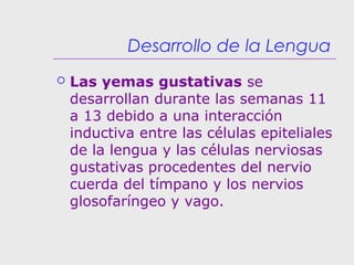Desarrollo de la Lengua
 Las yemas gustativas se
desarrollan durante las semanas 11
a 13 debido a una interacción
inductiva entre las células epiteliales
de la lengua y las células nerviosas
gustativas procedentes del nervio
cuerda del tímpano y los nervios
glosofaríngeo y vago.
 