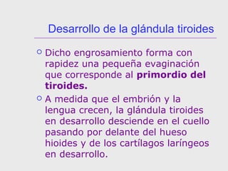 Desarrollo de la glándula tiroides
 Dicho engrosamiento forma con
rapidez una pequeña evaginación
que corresponde al primordio del
tiroides.
 A medida que el embrión y la
lengua crecen, la glándula tiroides
en desarrollo desciende en el cuello
pasando por delante del hueso
hioides y de los cartílagos laríngeos
en desarrollo.
 