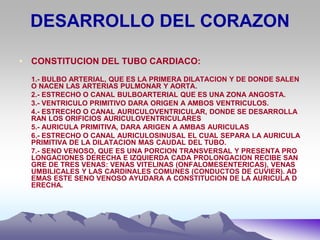 DESARROLLO DEL CORAZON
• CONSTITUCION DEL TUBO CARDIACO:
1.- BULBO ARTERIAL, QUE ES LA PRIMERA DILATACION Y DE DONDE SALEN
O NACEN LAS ARTERIAS PULMONAR Y AORTA.
2.- ESTRECHO O CANAL BULBOARTERIAL QUE ES UNA ZONA ANGOSTA.
3.- VENTRICULO PRIMITIVO DARA ORIGEN A AMBOS VENTRICULOS.
4.- ESTRECHO O CANAL AURICULOVENTRICULAR, DONDE SE DESARROLLA
RAN LOS ORIFICIOS AURICULOVENTRICULARES
5.- AURICULA PRIMITIVA, DARA ARIGEN A AMBAS AURICULAS
6.- ESTRECHO O CANAL AURICULOSINUSAL EL CUAL SEPARA LA AURICULA
PRIMITIVA DE LA DILATACION MAS CAUDAL DEL TUBO.
7.- SENO VENOSO, QUE ES UNA PORCION TRANSVERSAL Y PRESENTA PRO
LONGACIONES DERECHA E IZQUIERDA CADA PROLONGACION RECIBE SAN
GRE DE TRES VENAS: VENAS VITELINAS (ONFALOMESENTERICAS), VENAS
UMBILICALES Y LAS CARDINALES COMUNES (CONDUCTOS DE CUVIER). AD
EMAS ESTE SENO VENOSO AYUDARA A CONSTITUCION DE LA AURICULA D
ERECHA.
 