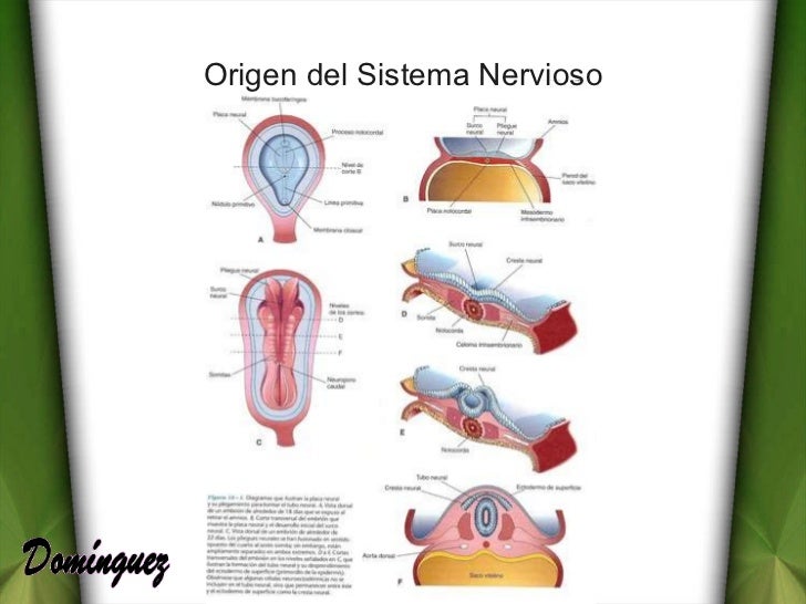 Desarrollo Embriológico del Sistema Nervioso