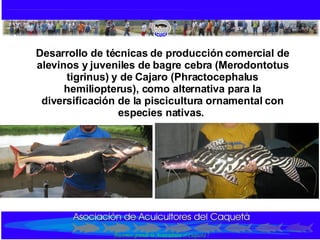 Desarrollo de técnicas de producción comercial de alevinos y juveniles de bagre cebra (Merodontotus tigrinus) y de Cajaro (Phractocephalus hemiliopterus), como alternativa para la diversificación de la piscicultura ornamental con especies nativas.   