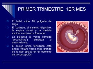 PRIMER TRIMESTRE: 1ER MES El bebé mide 1/4 pulgada de largo.  El corazón, el sistema digestivo, la espina dorsal y la médula espinal empiezan a formarse.  La placenta (a veces llamada “secundinas”) empieza a desarrollarse.  El huevo único fertilizado está ahora 10,000 veces más grande de lo que estaba en el momento de la concepción. 