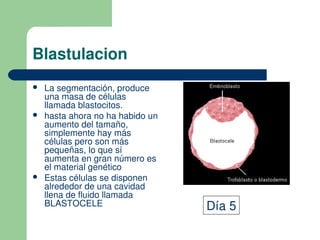 Blastulacion
 La segmentación, produce
una masa de células
llamada blastocitos.
 hasta ahora no ha habido un
aumento del tamaño,
simplemente hay más
células pero son más
pequeñas, lo que sí
aumenta en gran número es
el material genético
 Estas células se disponen
alrededor de una cavidad
llena de fluido llamada
BLASTOCELE Día 5
 