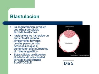 Blastulacion
●
●
●
La segmentación, produce
una masa de células
llamada blastocitos.
hasta ahora no ha habido un
aumento del tamaño,
simplemente hay más
células pero son más
pequeñas, lo que sí
aumenta en gran número es
el material genético
Estas células se disponen
alrededor de una cavidad
llena de fluido llamada
BLASTOCELE Día 5
 