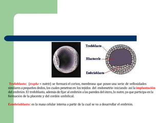 Trofoblasto: (trophe = nutrir) se formará el corion, membrana que poseeuna serie de vellosidades
similares apequeños dedos, los cuales penetranen los tejidos del endometrio iniciando así la implantación
del embrión. El trofoblasto, además defijar al embriónalas paredesdel útero, lo nutre,ya queparticipa enla
formación de la placente y del cordón umbilical.
Eembrioblasto: es la masa celular interna a partir de la cual se va a desarrollar el embrión.
 