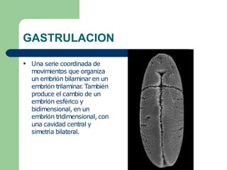 GASTRULACION
● Una serie coordinada de
movimientos que organiza
un embrión bilaminar en un
embrión trilaminar
. También
produce el cambio de un
embrión esférico y
bidimensional, en un
embrión tridimensional, con
una cavidad central y
simetría bilateral.
 