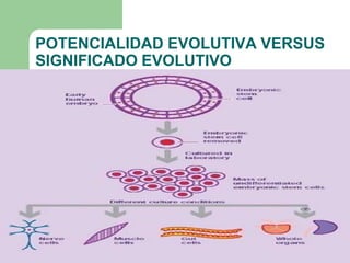 POTENCIALIDAD EVOLUTIVA VERSUS
SIGNIFICADO EVOLUTIVO
 