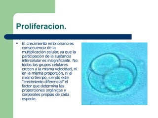 Proliferacion.
● El crecimiento embrionario es
consecuencia de la
multiplicación celular
, ya que la
participación de la sustancia
intercelular es insignificante. No
todos los grupos celulares
crecen a la misma velocidad, ni
en la misma proporción, ni al
mismo tiempo, siendo este
“crecimiento diferencial” el
factor que determina las
proporciones orgánicas y
corporales propias de cada
especie.
 