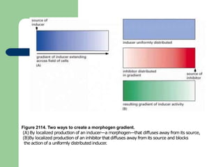 Figure 2114. Two ways to create a morphogen gradient.
(A) By localized production of an inducer—a morphogen—that diffuses away from its source,
(B)By localized production of an inhibitor that diffuses away from its source and blocks
the action of a uniformly distributed inducer
.
 