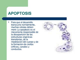 APOPTOSIS
● Para que el desarrollo
transcurra normalmente,
muchas células deben
morir
. La apoptosis es el
mecanismo responsable de
la desaparición de las
estructuras orgánicas
transitorias, de la
modelación del cuerpo y de
la formación de ciertos
orificios, canales y
conductos.
 