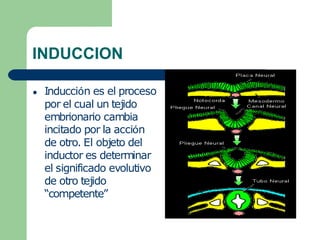 INDUCCION
● Inducción es el proceso
por el cual un tejido
embrionario cambia
incitado por la acción
de otro. El objeto del
inductor es determinar
el significado evolutivo
de otro tejido
“competente”
 