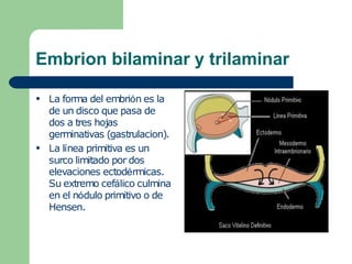 Embrion bilaminar y trilaminar
●
●
La forma del embrión es la
de un disco que pasa de
dos a tres hojas
germinativas (gastrulacion).
La línea primitiva es un
surco limitado por dos
elevaciones ectodérmicas.
Su extremo cefálico culmina
en el nódulo primitivo o de
Hensen.
 