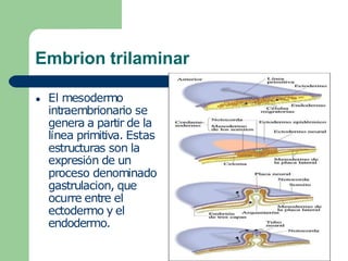 Embrion trilaminar
● El mesodermo
intraembrionario se
genera a partir de la
línea primitiva. Estas
estructuras son la
expresión de un
proceso denominado
gastrulacion, que
ocurre entre el
ectodermo y el
endodermo.
 