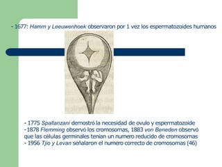 - 1677: Hamm y Leeuwenhoek observaron por 1 vez los espermatozoides humanos
- 1775 Spallanzani demostró la necesidad de ovulo y espermatozoide
-1878 Flemming observó los cromosomas, 1883 von Beneden observó
que las células germinales tenían un numero reducido de cromosomas
- 1956 Tjio y Levan señalaron el numero correcto de cromosomas (46)
 