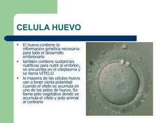 CELULA HUEVO
●
●
●
El huevo contiene la
información genética necesaria
para todo el desarrollo
embrionario
también contiene sustancias
nutritivas para nutrir al embrión,
se encuentra en el citoplasma y
se llama VITELO
la mayoría de las células huevo
van a tener cierta polaridad
cuando el vitelo se acumula en
uno de los polos de huevo. Se
llama polo vegetativo donde se
acumula el vitelo y polo animal
al contrario
 