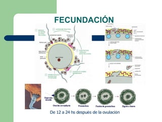FECUNDACIÓN
De 12 a 24 hs después de la ovulación
 