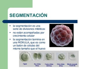 SEGMENTACIÓN
●
●
●
la segmentación es una
serie de divisiones mitóticas
no están acompañadas por
crecimiento celular
la segmentación termina en
una MÓRULA, que es como
un balón de células del
mismo tamaño que el huevo
 