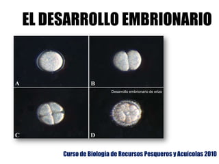EL DESARROLLO EMBRIONARIO Desarrollo embrionario de erizo Curso de Biología de RecursosPesqueros y Acuícolas2010 