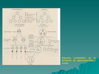 Esquema comparativo de la formación de espermatozoides y óvulos. 