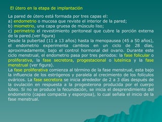El útero en la etapa de implantación La pared de útero está formada por tres capas el: a)  endometrio  o mucosa que reviste el interior de la pared;  b)  miometrio , una capa gruesa de músculo liso; c)  perimetrio  el revestimiento peritoneal que cubre la porción externa de la pared.(ver figura) Desde la pubertad (11 a 13 años) hasta la menopausea (45 a 50 años), el endometrio experimenta cambios en un ciclo de 28 días, aproximadamente, bajo el control hormonal del ovario. Durante este ciclo menstrual, el endometrio pasa por tres periodos: la  fase folicular  o  proliferativa , la  fase secretora ,  progestacional  o  luteínica  y la  fase   menstrual  (ver figura). La  fase proliferativa  comienza al término de la fase menstrual, esta bajo la influencia de los estrógenos y paralela al crecimiento de los folículos ováricos. La  fase secretora  se inicia alrededor de 2 a 3 días después de la ovulación en respuesta a la progesterona producida por el cuerpo lúteo. Si no se produce la fecundación, se inicia el desprendimiento del endometrio (capas compacta y esponjosa), lo cual señala el inicio de la fase menstrual. 