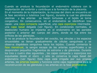 Cuando se produce la fecundación el endometrio colabora con la implantación del embrión y contribuye a la formación de la placenta. En el momento de la implantación, la mucosa del útero se encuentra en la fase secretora o luteínica (ver figura), durante la cual las glándulas uterinas  y las arterias  se hacen tortuosas y el tejido se torna congestivo. En consecuencia, en el endometrio se identifican tres capas: una  capa compacta  superficial, una  capa esponjosa  intermedia  una  capa basal  delgada (ver figura). En condiciones normales, el blastocisto humano se implanta en el endometrio en las paredes posterior o anterior del cuerpo del útero, donde se fija entre los orificios de las glándulas. Si no se produce la fecundación del ovocito, las vénulas y los espacios sinusoidales se llenan gradualmente de células sanguíneas y se observa diapédesis sanguínea hacia los tejidos. Cuando comienza la  fase menstrual , la sangre escapa de las arterias superficiales y se desprenden pequeños fragmentos de estroma y de glándulas. Durante los tres o cuatro días siguientes , las capas compacta y esponjosa son expulsadas desde el útero  y sólo se conserva la capa basal del endometrio (ver figura) Esta capa está irrigada por sus propias arterias, las  arterias basales  y funciona como capa regenerativa para la reconstrucción de las glándulas y las arterias en la fase  proliferativa . 