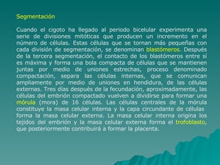 Segmentación Cuando el cigoto ha llegado al periodo bicelular experimenta una serie de divisiones mitóticas que producen un incremento en el número de células. Estas células que se tornan más pequeñas con cada división de segmentación, se denominan  blastómeros . Después de la tercera segmentación, el contacto de los blastómeros entre sí es máxima y forma una bola compacta de células que se mantienen juntas por medio de uniones estrechas, proceso denominado compactación, separa las células internas, que se comunican ampliamente por medio de uniones en hendidura, de las células externas. Tres días después de la fecundación, aproximadamente, las células del embrión compactado vuelven a dividirse para formar una  mórula  (mora) de 16 células. Las células centrales de la mórula constituye la masa celular interna y la capa circundante de células  forma la masa celular externa. La masa celular interna origina los tejidos del embrión y la masa celular externa forma el  trofoblasto , que posteriormente contribuirá a formar la placenta. 