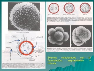 Eventos relacionados con la fecundación, segmentación y mórula. 