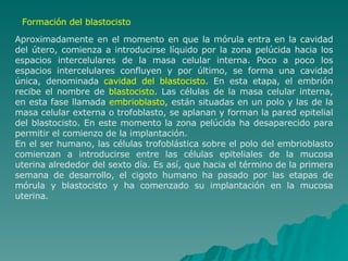 Formación del blastocisto Aproximadamente en el momento en que la mórula entra en la cavidad del útero, comienza a introducirse líquido por la zona pelúcida hacia los espacios intercelulares de la masa celular interna. Poco a poco los espacios intercelulares confluyen y por último, se forma una cavidad única, denominada  cavidad del blastocisto . En esta etapa, el embrión recibe el nombre de  blastocisto . Las células de la masa celular interna, en esta fase llamada  embrioblasto , están situadas en un polo y las de la masa celular externa o trofoblasto, se aplanan y forman la pared epitelial del blastocisto. En este momento la zona pelúcida ha desaparecido para permitir el comienzo de la implantación.  En el ser humano, las células trofoblástica sobre el polo del embrioblasto comienzan a introducirse entre las células epiteliales de la mucosa uterina alrededor del sexto día. Es así, que hacia el término de la primera semana de desarrollo, el cigoto humano ha pasado por las etapas de mórula y blastocisto y ha comenzado su implantación en la mucosa uterina. 