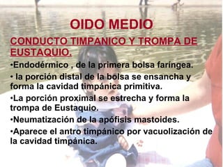 OIDO MEDIO CONDUCTO TIMPANICO Y TROMPA DE EUSTAQUIO. Endodérmico , de la primera bolsa faríngea. la porción distal de la bolsa se ensancha y forma la cavidad timpánica primitiva. La porción proximal se estrecha y forma la trompa de Eustaquio.  Neumatización de la apófisis mastoides. Aparece el antro timpánico por vacuolización de la cavidad timpánica. 