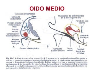 OIDO MEDIO 