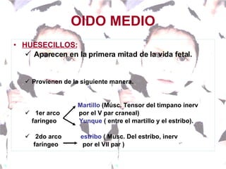 OIDO MEDIO HUESECILLOS: Aparecen en la primera mitad de la vida fetal. Provienen de la siguiente manera.   Martillo  (Músc. Tensor del timpano inerv 1er arco  por el V par craneal)  faringeo  Yunque  ( entre el martillo y el estribo). 2do arco  estribo  ( Musc. Del estribo, inerv  faríngeo  por el VII par ) 