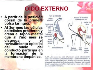 OIDO EXTERNO A partir de la posición dorsal de la primera bolsa faríngea. Al 3er mes las células epiteliales proliferan y crean el tapón meatal que al 7mo mes se disgrega y el revestimiento epitelial del suelo del conducto participa en la formación de la membrana timpánica.  