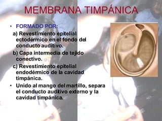 MEMBRANA TIMPÁNICA FORMADO POR: a) Revestimiento epitelial ectodérmico en el fondo del conducto auditivo. b) Capa intermedia de tejido conectivo.  c) Revestimiento epitelial endodérmico de la cavidad timpánica. Unido al mango del martillo, separa el conducto auditivo externo y la cavidad timpánica.  