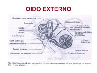 OIDO EXTERNO 