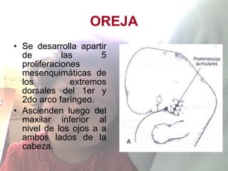 OREJA Se desarrolla apartir de las 5 proliferaciones mesenquimáticas de los extremos dorsales del 1er y 2do arco faríngeo. Ascienden luego del maxilar inferior al nivel de los ojos a a ambos lados de la cabeza. 