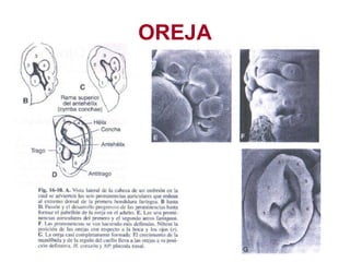 OREJA 