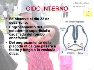 OIDO INTERNO Se observa al día 22 de desarrollo. Engrosamiento del ectodermo superficial a cada lado del rombo encefálico. Del engrosamiento de la placoda ótica que pasara a fosita y luego a la vesícula ótica. 