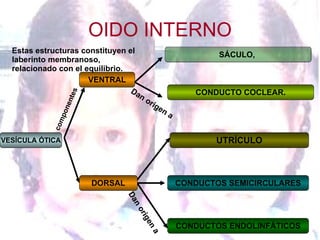 OIDO INTERNO VESÍCULA ÓTICA VENTRAL DORSAL CONDUCTOS ENDOLINFÁTICOS CONDUCTO COCLEAR. SÁCULO,  CONDUCTOS SEMICIRCULARES UTRÍCULO DORSAL componentes Dan origen a Dan origen a Estas estructuras constituyen el laberinto membranoso, relacionado con el equilibrio. 