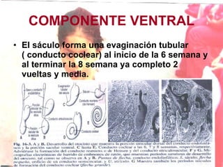 COMPONENTE VENTRAL El sáculo forma una evaginación tubular ( conducto coclear) al inicio de la 6 semana y al terminar la 8 semana ya completo 2 vueltas y media. 