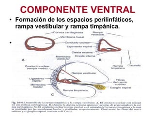 COMPONENTE VENTRAL Formación de los espacios perilinfáticos, rampa vestibular y rampa timpánica. Formación de la columela. 