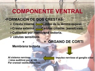COMPONENTE VENTRAL FORMACIÓN DE DOS CRESTAS: Cresta interna  Limbo de la lámina espiral. Cresta externa  Células ciliadas (sensitivas). Cubiertos por membrana tectoria.  células sensitivas  +   =  ÓRGANO DE CORTI Membrana tectoria Impulso nervioso al ganglio ciliar Al sistema nervioso ( área auditiva) por el VIII Par craneal vestibulococlear. 