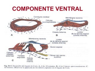COMPONENTE VENTRAL 