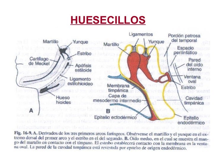 Desarrollo Embrionario Del Oido