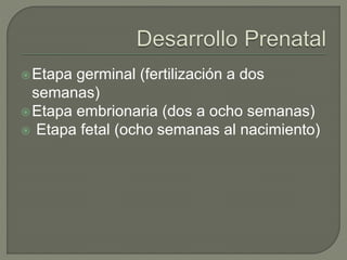 Etapa germinal (fertilización a dos
semanas)
Etapa embrionaria (dos a ocho semanas)
 Etapa fetal (ocho semanas al nacimiento)
 